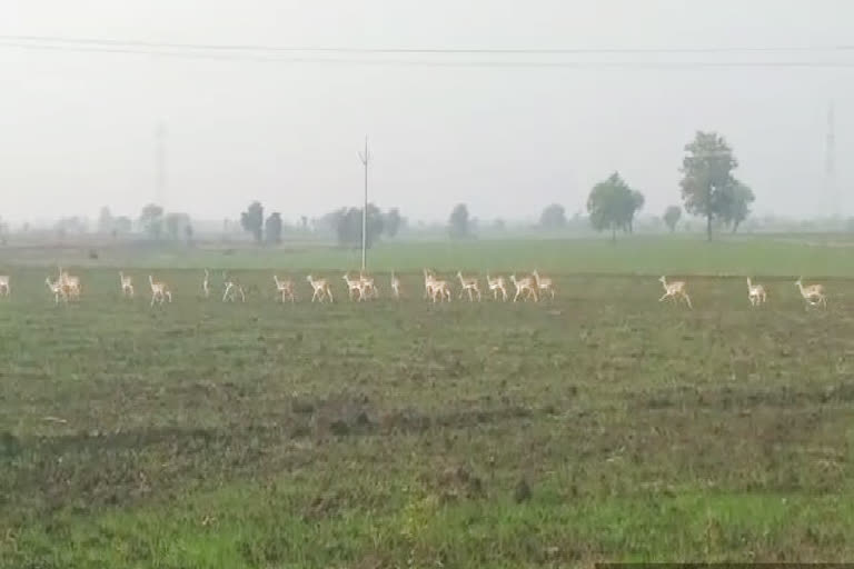 Deer herds are destroying the crop