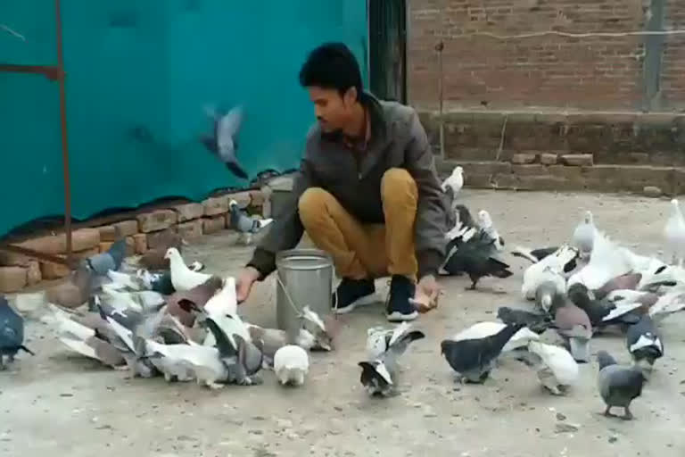 rahish-khan-has-kept-300-pigeons-in-tikamgarh