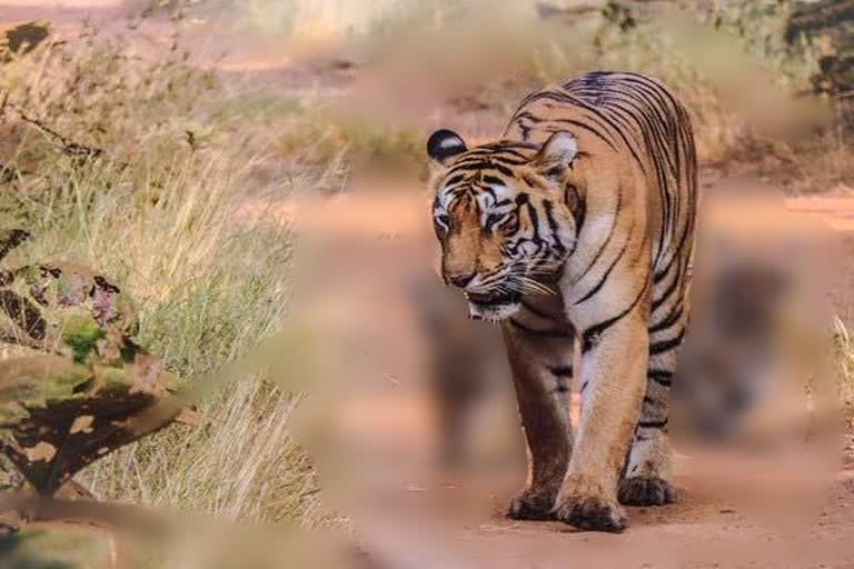 tiger-attacked-on-cow-in-yavatmal