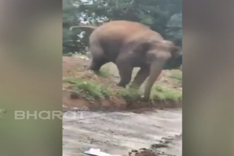 kovai elephants stops govt bus near pillur