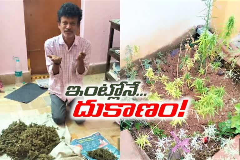 మహాఘనుడు.. ఇంట్లోనే గంజాయి పెంచుతున్నాడు!