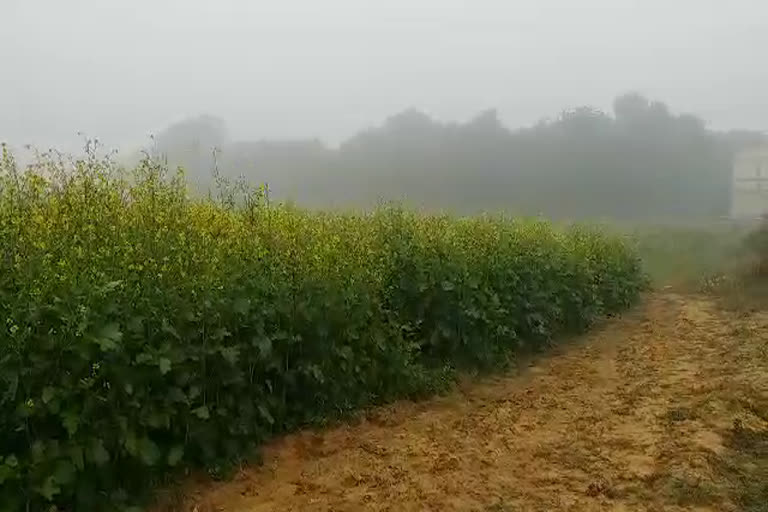 Crisis on crops due to falling temperature and fog