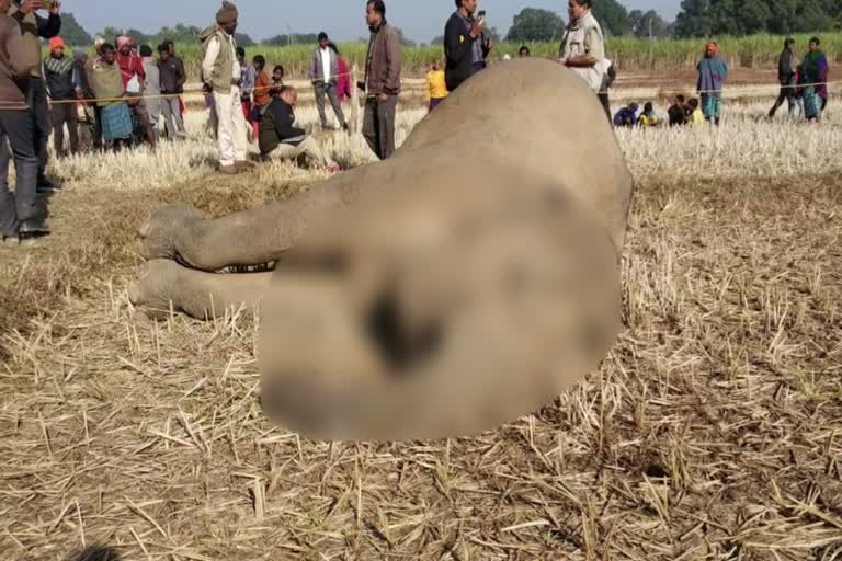 Female elephant dies due to electric shock in surajpur