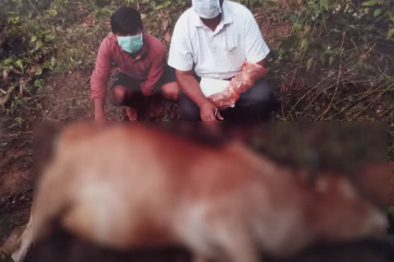 ಚಿರತೆ ದಾಳಿಗೆ ಎತ್ತು ಬಲಿ