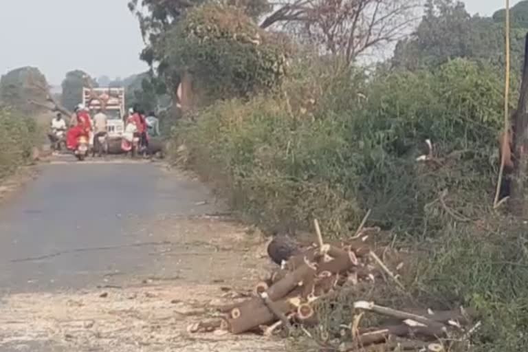 tree cutting