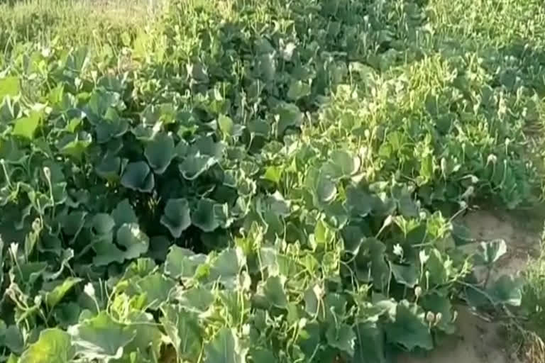 सूरतगढ़ की खबर,कम भूमि पर फायदेमंद, Farmers doing beneficial,organic farming on less