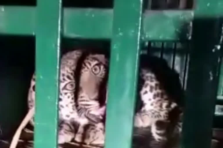 Leopard enters a village in Balaghat district