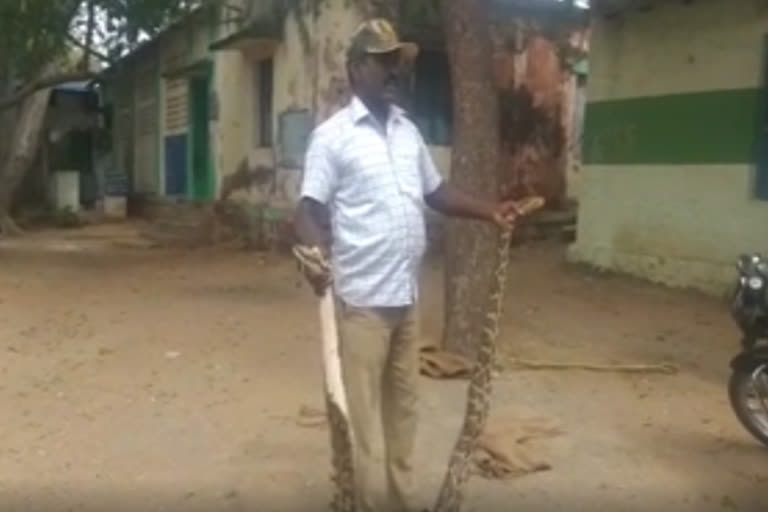 6 feet python