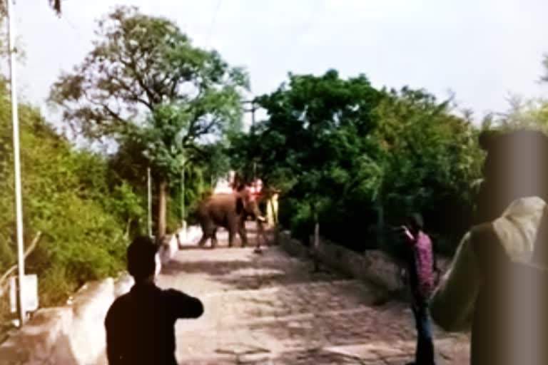 forest department chased away the elephant who came to the Marudhamalai temple