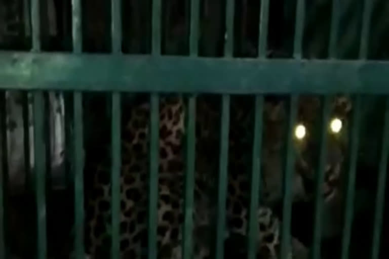 Leopard enters a house in paonta sahib