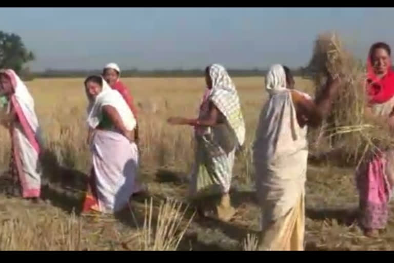 আমগুৰিত এতিয়া ব্যস্ততা ভেলাঘৰ নিৰ্মাণ কাৰ্যৰ