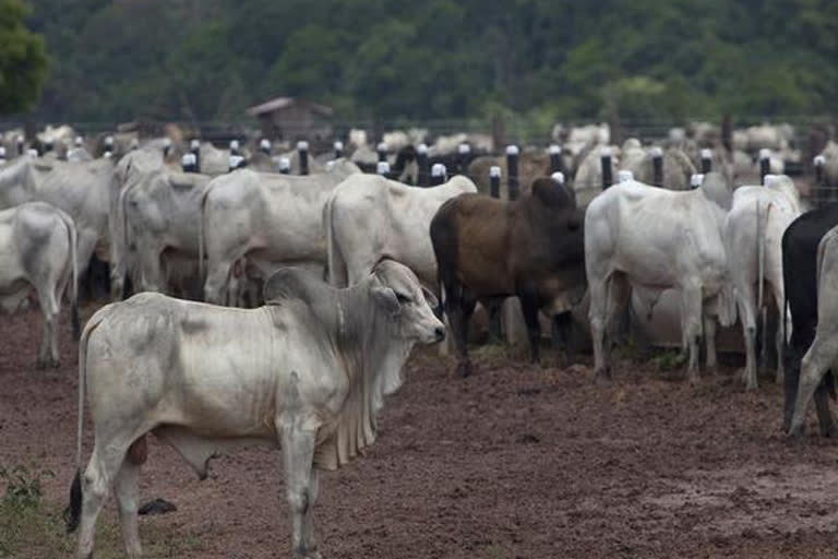 cow shelters in hp