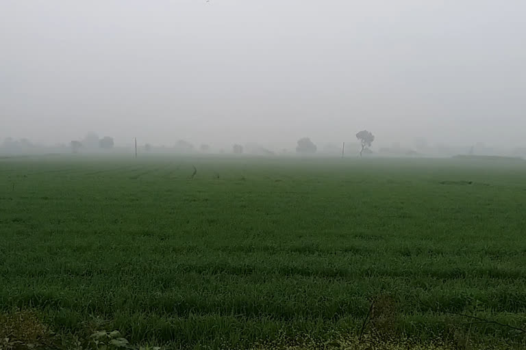 Winter is causing damage to crops in Khargone