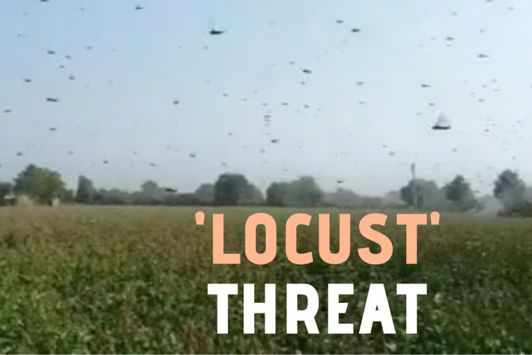 Rajasthan Jalore Locust Swarms Rabi Crops Destroyed വെട്ടുകിളികളുടെ ശല്യം കാരണം രാജസ്ഥാനിൽ വ്യാപക കൃഷിനാശം