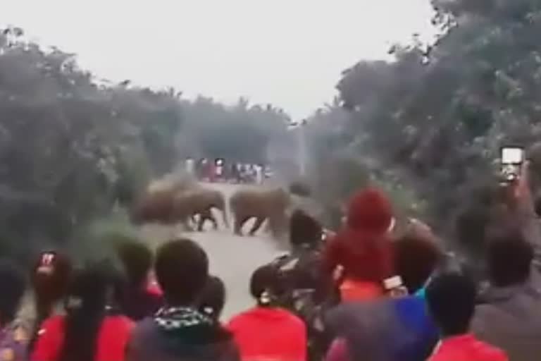 Group of Elephants were seen crossing the road