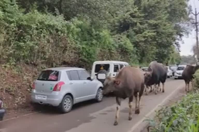 வாக்கு எண்ணும் மையத்தில் காட்டெருமை புகுந்ததால் பரபரப்பு