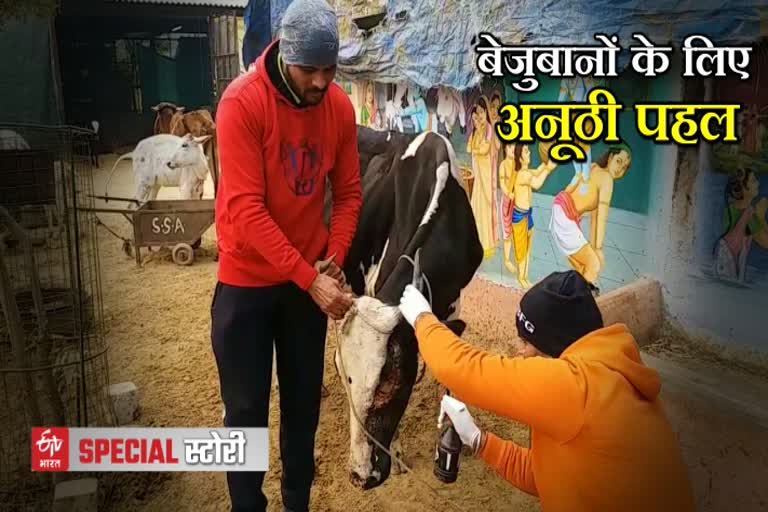 गौ सेवा स्टोरी, cow service story