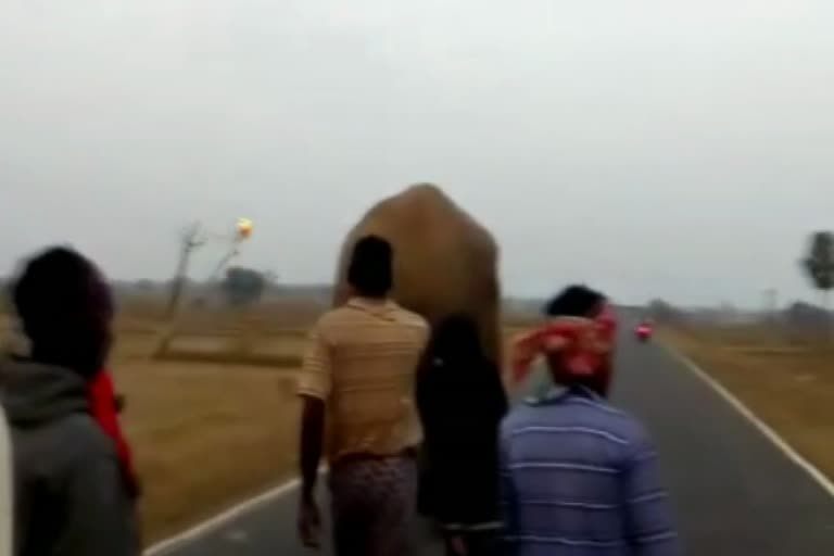 Wild elephant arrived in the town of Ghatshila