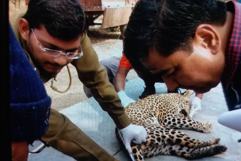 Panther died due to cold, jaipur news, जयपुर न्यूज