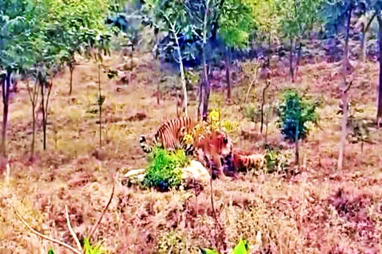 two-tigers-clash-in-sajjangarh-biological-park-of-rajasthan