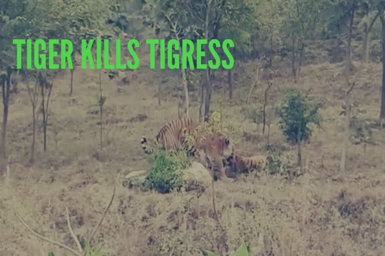 Tiger kills tigress inside her enclosure as visitors watch on