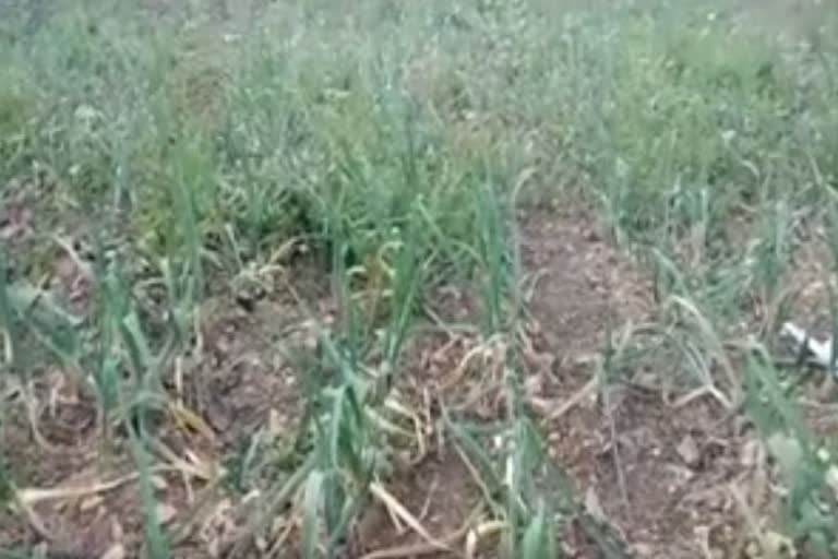 crop of garlic in Paonta Sahib