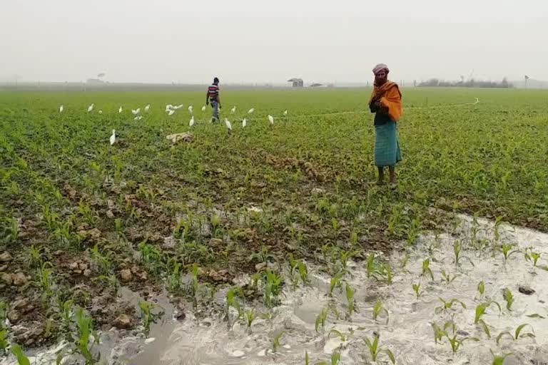 Cold weather in Sahibganj, farmers of Jharkhand, crop damage due to cold wave, साहिबगंज में ठंड की मार, झारखंड के किसान, शीतलहर से फसल को नुकसान