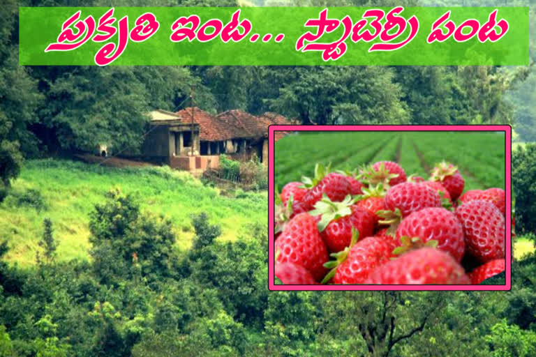 organic farming in araku viskaha