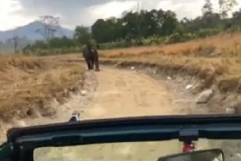 elephant attack on tourists