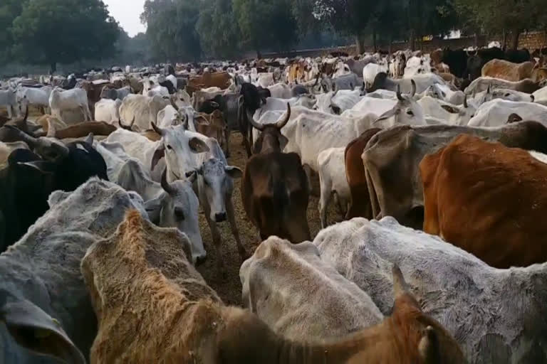 Initiative to protect the cows from cold