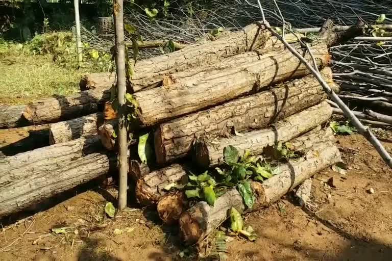 Timber harvesting in Bagodar forests indiscriminately