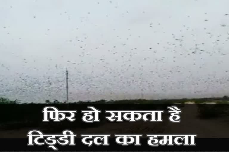 टिड्डी दल हमला न्यूज  , Rajasthan locust attack