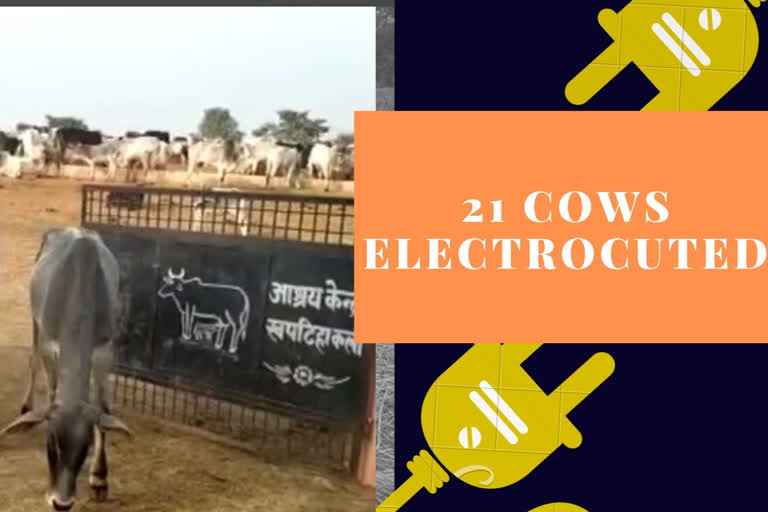 UP: 21 cows electrocuted at Banda village