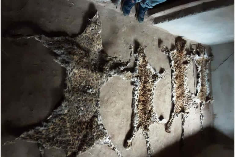 7 smugglers arrested with 4 leopard skin in dantewada