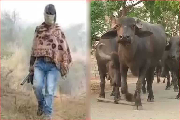 Buffalo theft for 'ransom' on rise in Morena district of madhya pradesh