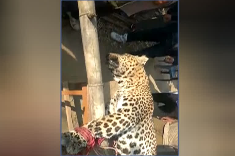 Leopard cubs dead body found in bilaspur