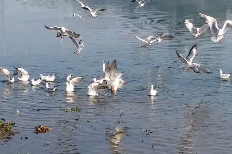 Narmada shore buzzed with migratory birds