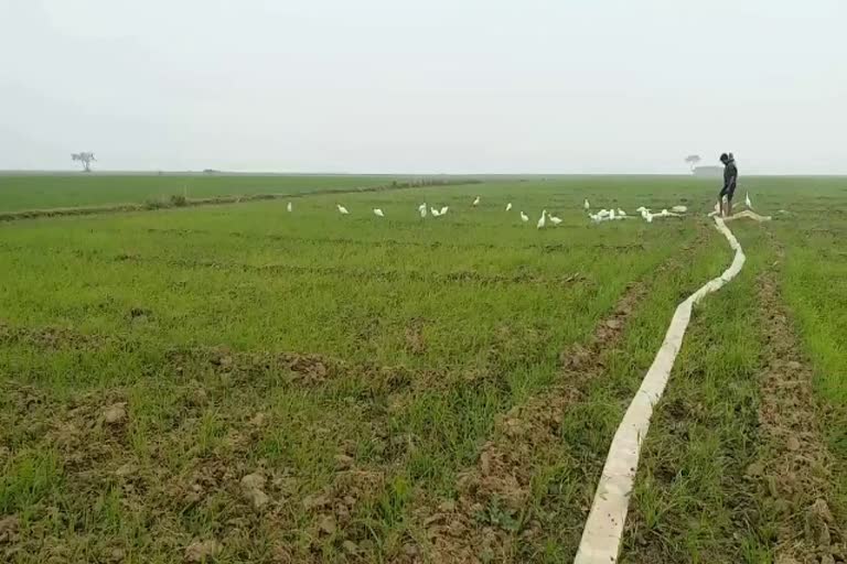 damage to crops due to unseasonal rain and fog in sahibganj