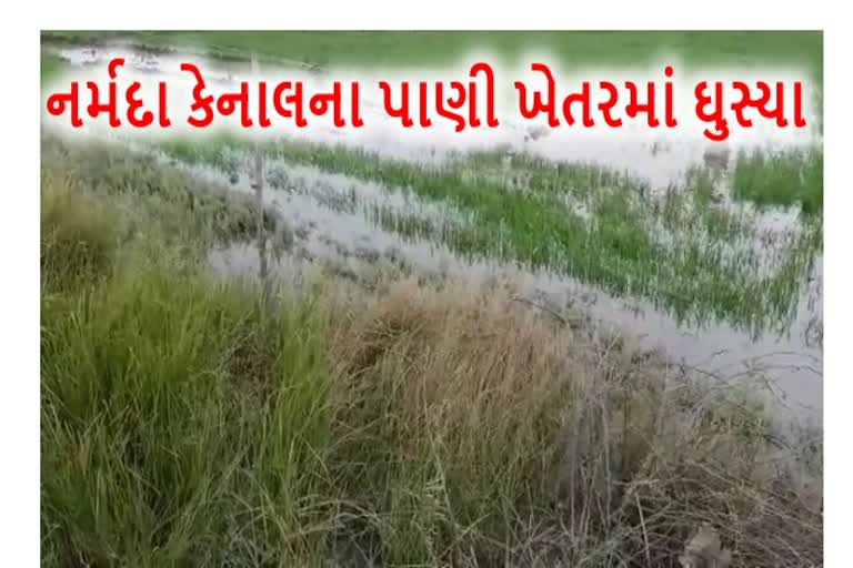 Narmada Canal news