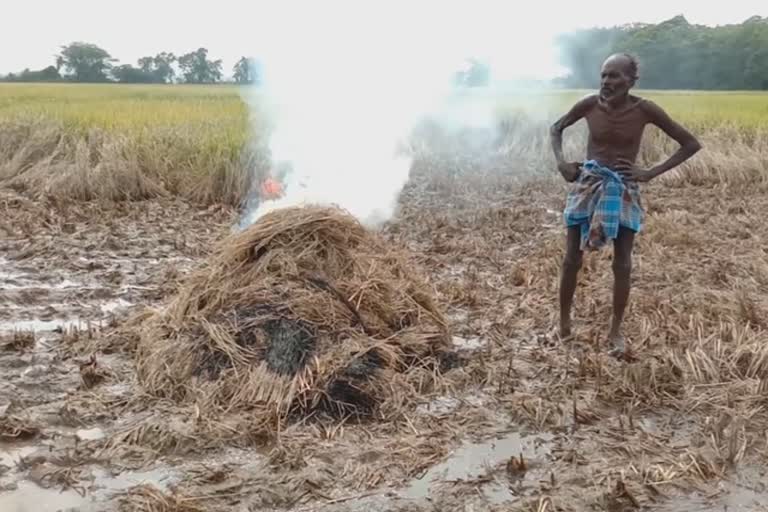 நெற்பயிர்களை தீயிட்டுக் கொளுத்திய விவசாயி