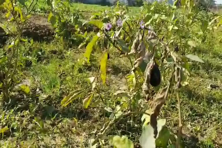 Crops ruined by rain, fog and hail