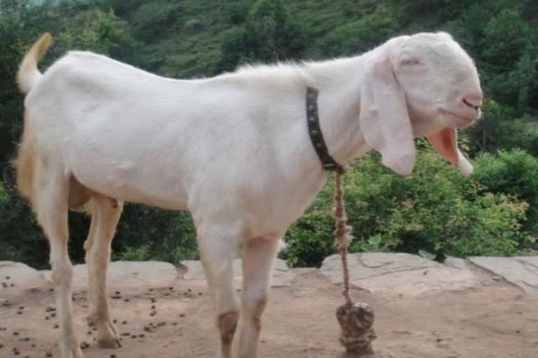 man killed stolen goat