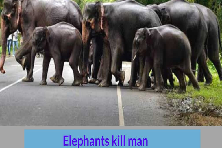 Elderly man  Trampled to death  Wild elephants  Chhattisgarh village  Rampage  ഛത്തീസ്‌ഗഡിൽ കാട്ടാന ആക്രമണത്തിൽ  ഒരാൾ  കൊല്ലപ്പെട്ടു