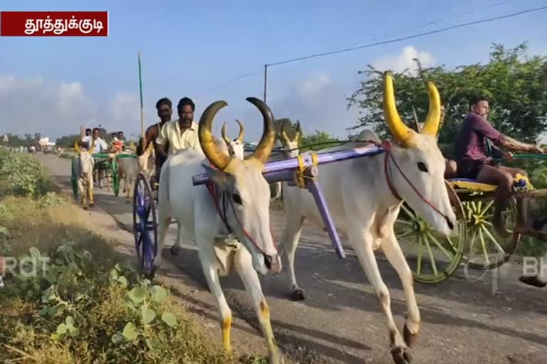 in thoothukudi bullock cart race conducted on Veerapandiya Kattabomman 261st birthday