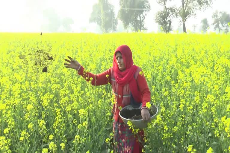 sirsa lady farmer manju bala