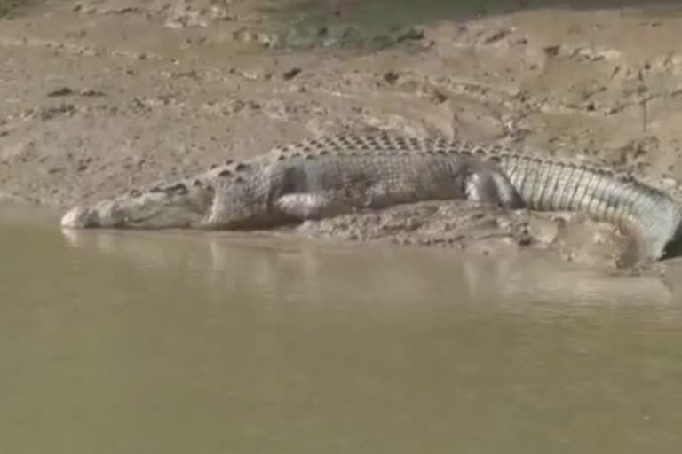 Crocodile count in bhitarakanika, kendrapara latest news, କେନ୍ଦ୍ରାପଡା ଲାଟେଷ୍ଟ ନ୍ୟୁଜ୍‌, ଭିତରକନିକାରେ କୁମ୍ଭୀର ଗଣନା