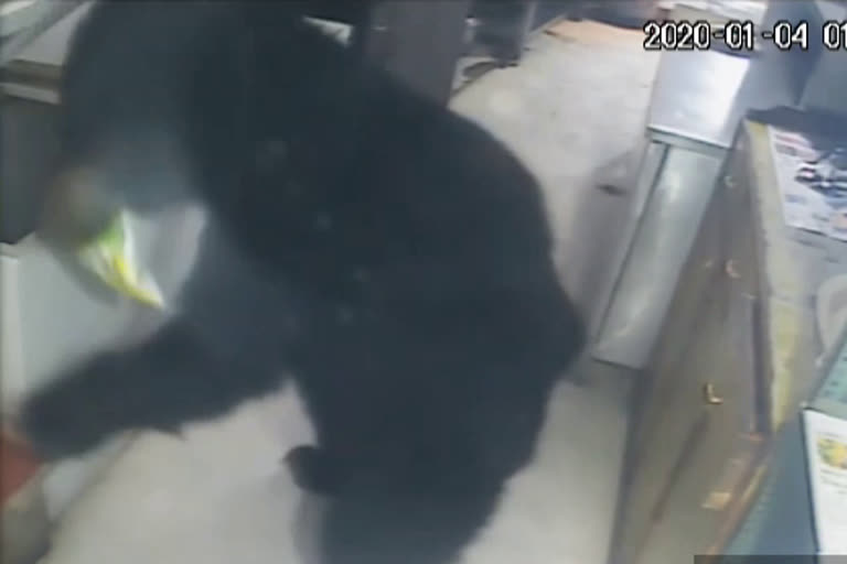 Bear in Kitchen, माउंट आबू न्यूज