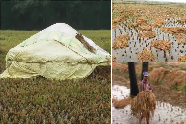 Unseasonable rain causes losses to ap farmers