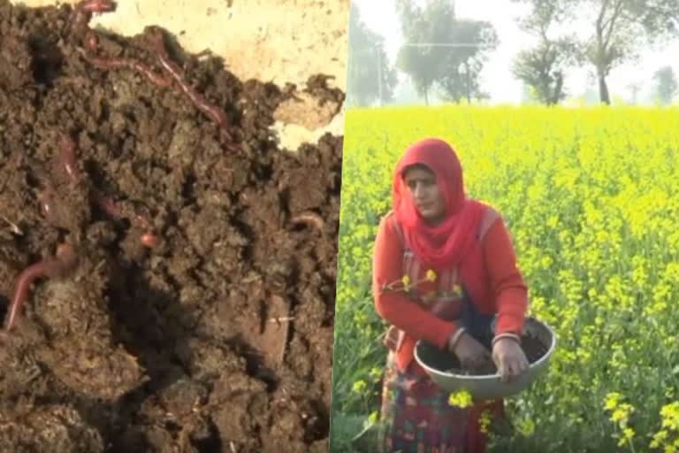 sirsa-lady-farmer-manju-bala-earning-money-from-earthworm-compost