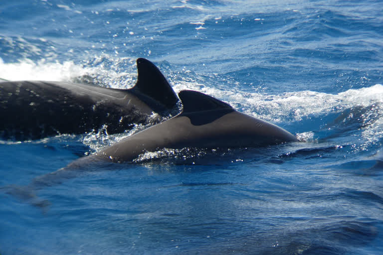 pilot whale